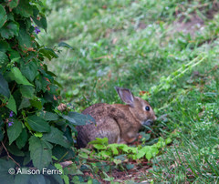 Sylvilagus floridanus