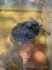 Trachemys scripta elegans