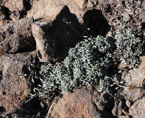 Helichrysum confertum, photograph 1