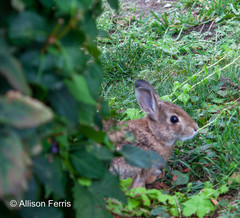 Sylvilagus floridanus