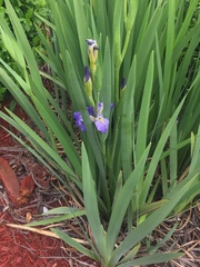 Iris brevicaulis
