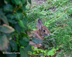 Sylvilagus floridanus