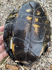 Trachemys scripta elegans