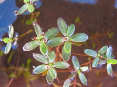 Crassula natans