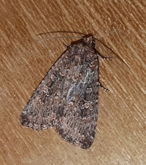 Condicinae