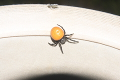 Araneus sernai