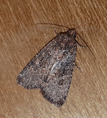 Condicinae