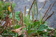 Plantago