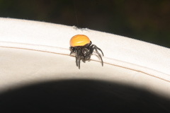 Araneus sernai