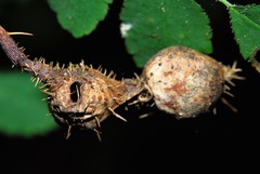Diplolepis nodulosa