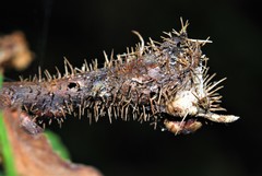 Diplolepis nodulosa