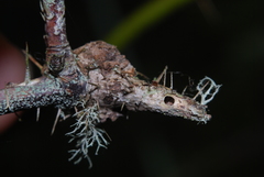 Diplolepis nodulosa