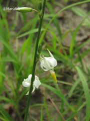 Echeandia parviflora