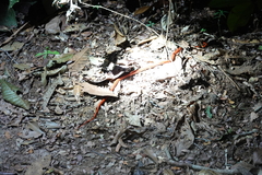 Oxyrhopus melanogenys