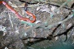 Oxyrhopus melanogenys