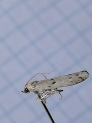 Phycitodes lacteella