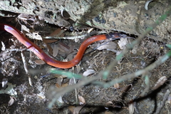 Oxyrhopus melanogenys