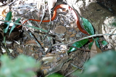 Oxyrhopus melanogenys