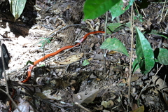 Oxyrhopus melanogenys