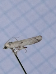 Phycitodes lacteella