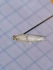 Phycitodes lacteella