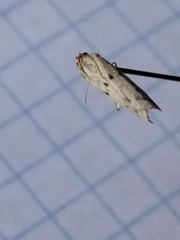 Phycitodes lacteella