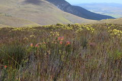 Elegia hookeriana