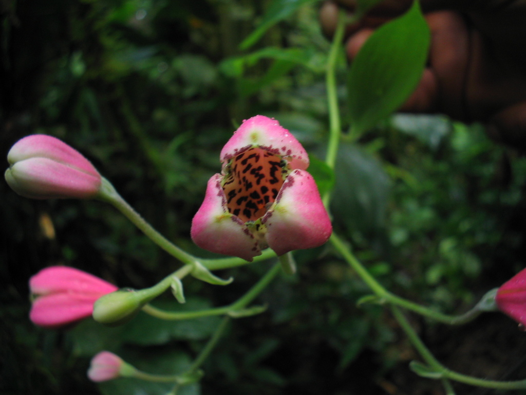 Bomarea obovata