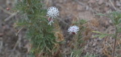 Bahieae