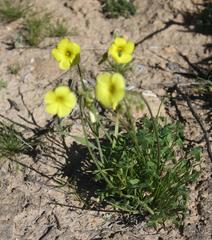 Oxalis pes-caprae pes-caprae