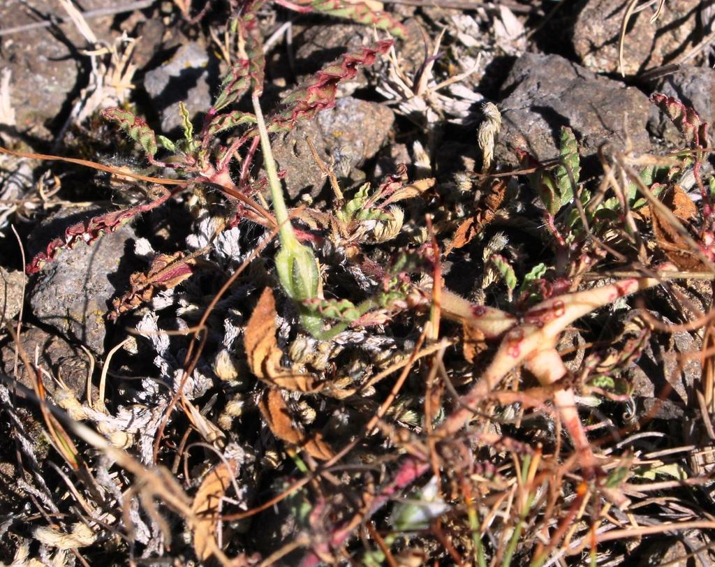 Monsonia brevirostrata, Wodehouse Trail Wodehouse summits: Golden Gate National Park