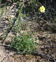 Oxalis pes-caprae pes-caprae