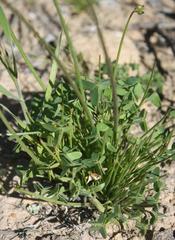 Oxalis pes-caprae pes-caprae