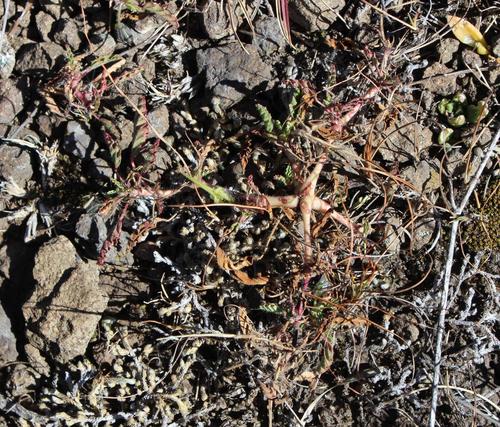 Monsonia brevirostrata 2