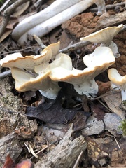 Loweomyces fractipes