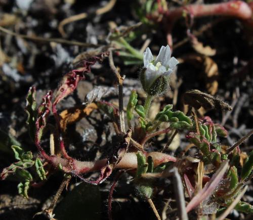 Monsonia brevirostrata 3
