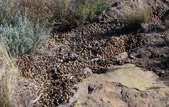 Pronolagus saundersiae