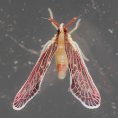 Anotia firebugia