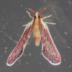 Anotia firebugia