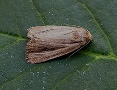 Hypocoena rufostrigata