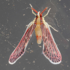Anotia firebugia