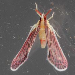 Anotia firebugia