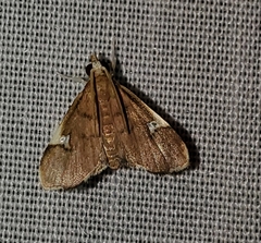 Deuterophysa