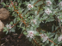 Pimelea prostrata vulcanica