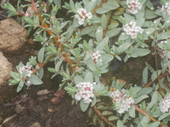 Pimelea prostrata vulcanica