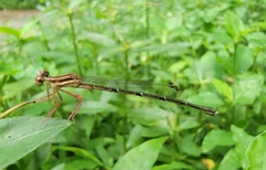 Platycnemis phyllopoda
