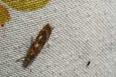 Occidentalia comptulatalis