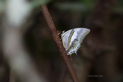 Polyura schreiber