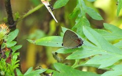 Calycopis