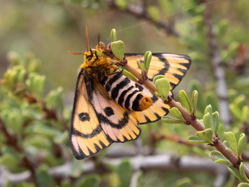 Western Sheep Moth